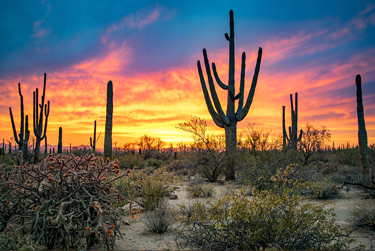 Carla Vista Sober Living, LLC - Carla Vista House — sober living in Chandler, Arizona