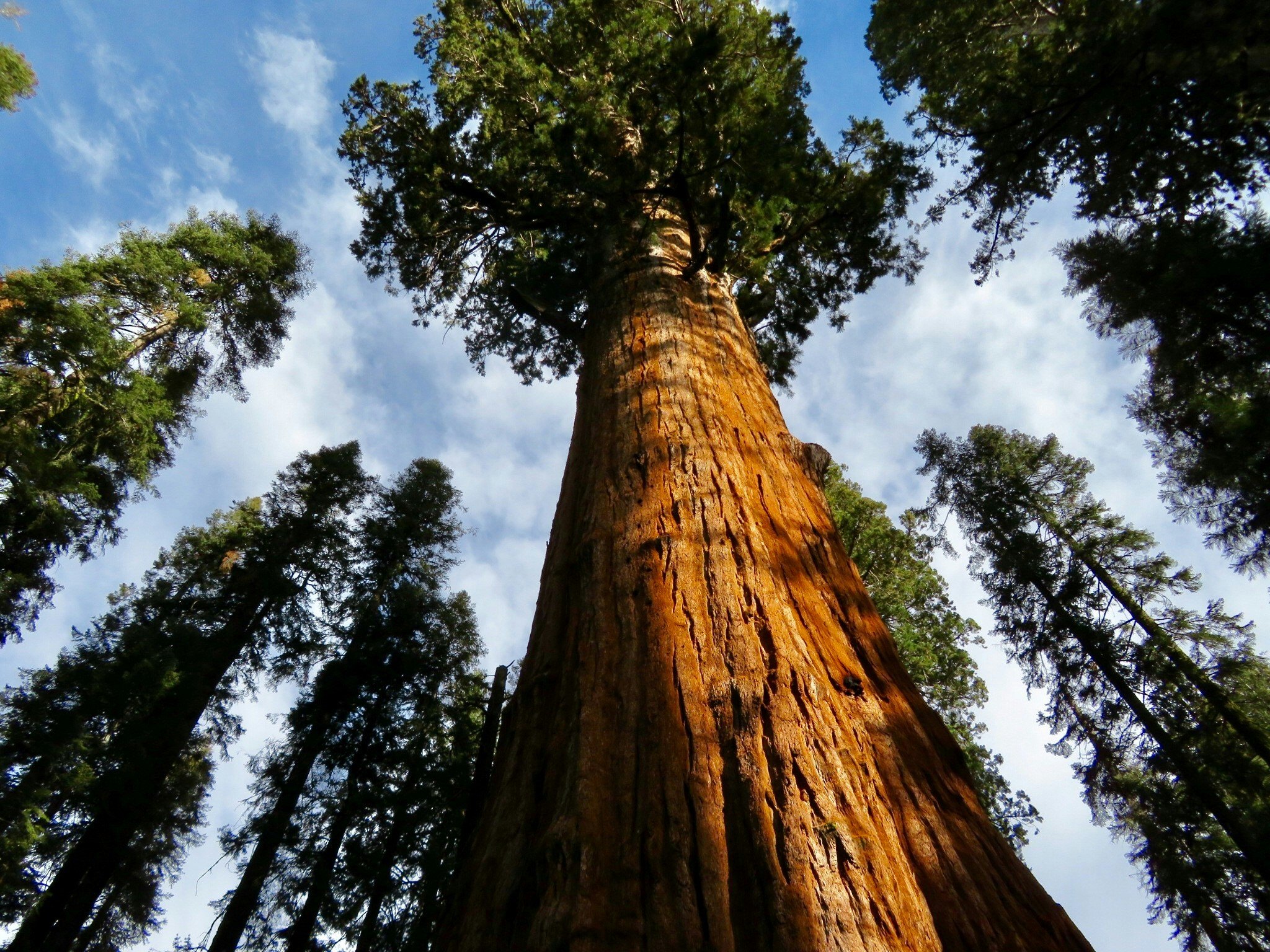 Sequoia House - Redwood Recovery (Amery)