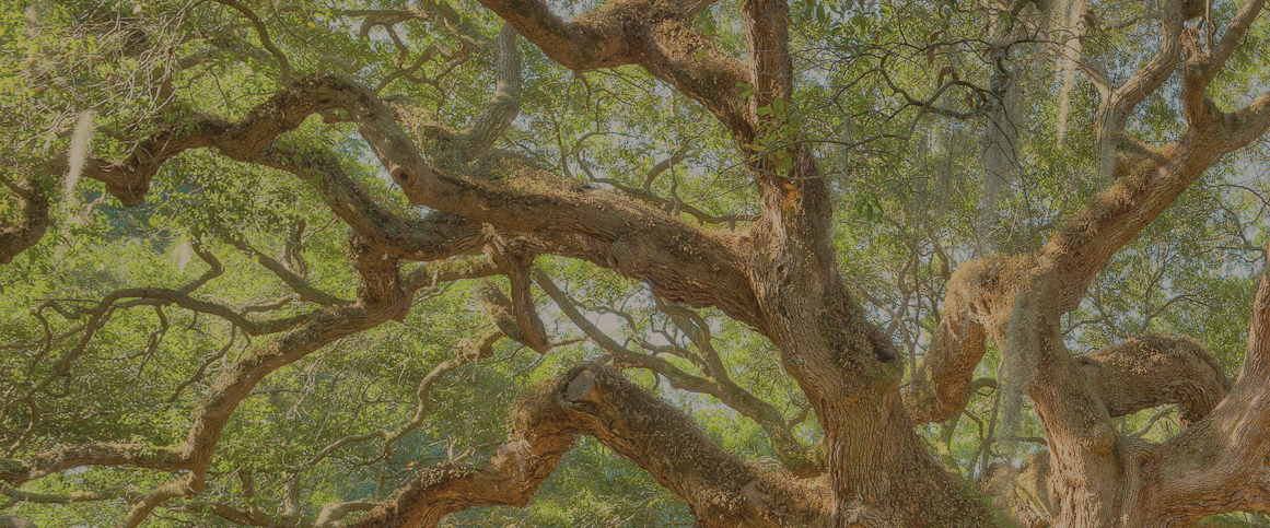 The Sanctuary Recovery Foundation — sober living in Charleston, South Carolina